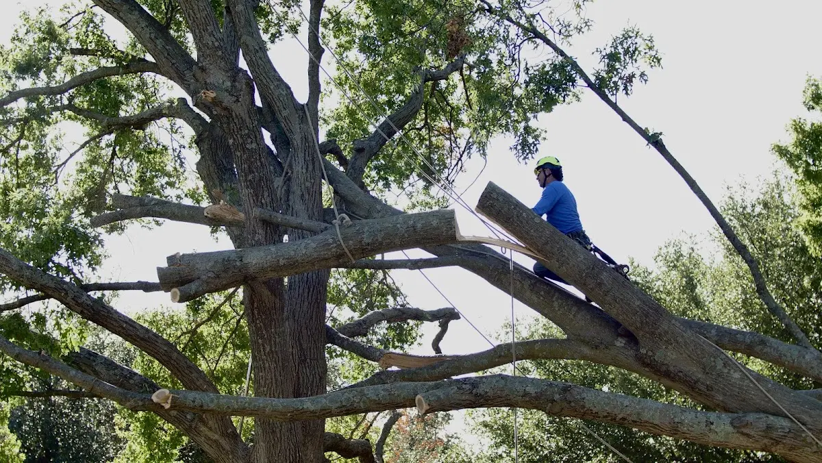 Professional Crown Thinning performed by certified arborists in Catheys Valley