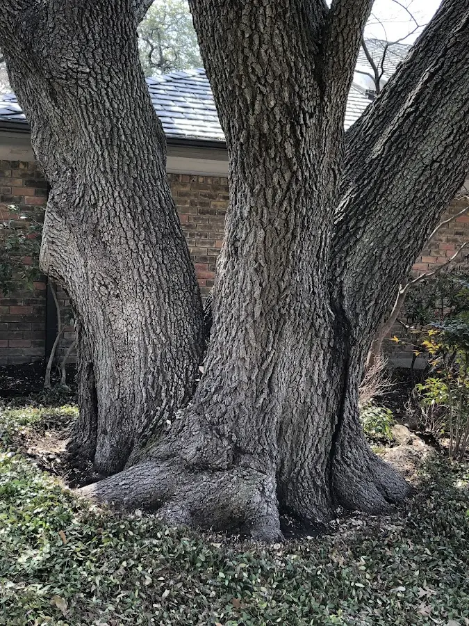 Mature heritage tree close to a Catheys Valley property cared for by certified arborists